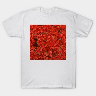 Red Succulent - by South Australian artist Avril Thomas at Magpie Springs. Adelaide hills South Australia T-Shirt